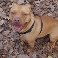 LETO, chien à adopter