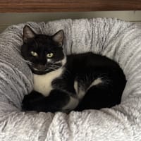 CHAUSSETTE A17229, chat à adopter