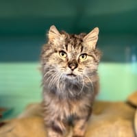 NEUDA, chat à adopter