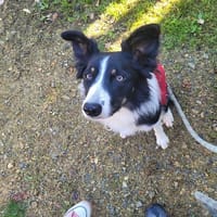 WINDY, chienne à adopter