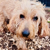 PATT, chienne à adopter