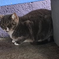 PRUNE, chatte à adopter