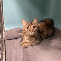 ARYA, chatte à adopter