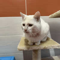 SAXO, chat à adopter