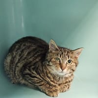 WISS, chatte à adopter