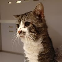 FLOCON, chat à adopter