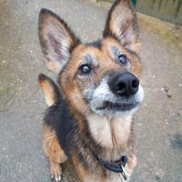 RAMO QCN, chien à adopter