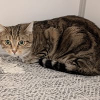 MINA, chatte à adopter