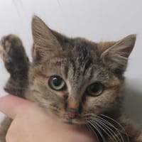 BULLE, chatte à adopter