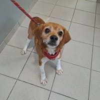 PLANTAIN QCN, chien à adopter