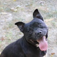 Simba, chien à adopter