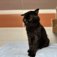 YODA, chat à adopter