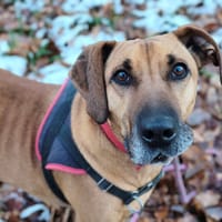 STARKY, chien à adopter