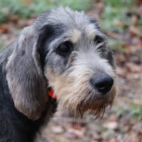 vasko, chien à adopter