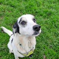 JANE QCN, chienne à adopter