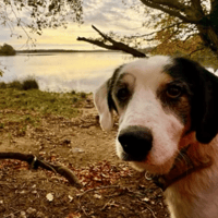 JANE QCN, chienne à adopter
