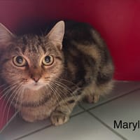 Maryline, chatte à adopter