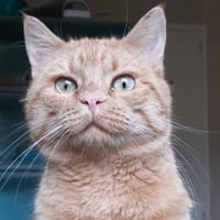 Pouf, chat à adopter