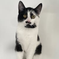 PICKLES, chat à adopter