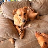 BROWNIE (101 Huellas), chien à adopter