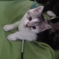 Frania, kotka do adopcji