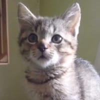 Mania, kotka do adopcji