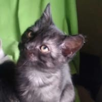 Maniek, kot do adopcji