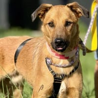 DUKE (Maria), chien à adopter