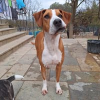 Faith, chienne à adopter