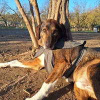 Samu, chien à adopter