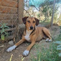 Sandy, chienne à adopter