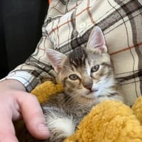 atos, chat à adopter