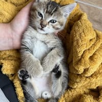 pakito, chat à adopter