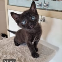 Raven, chatte à adopter