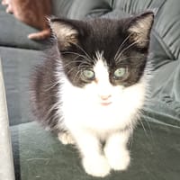 nina, chatte à adopter