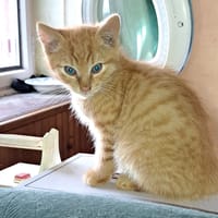 gabby, chat à adopter