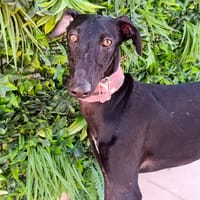 EDEN, chien à adopter