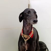 KAIBA, chienne à adopter