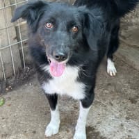 Zoya, chienne à adopter