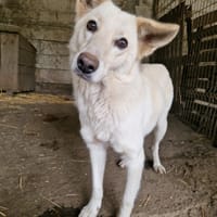 Zyko, chien à adopter