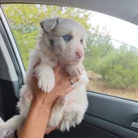 DALI, chien à adopter