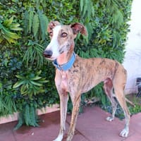 LUCA, chien à adopter