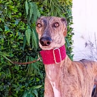 LUCITA, chienne à adopter