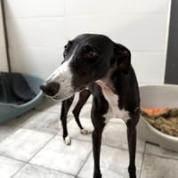 MAGNUS, chien à adopter