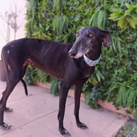 NEORA, chienne à adopter