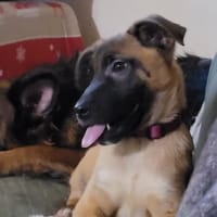 ALASKA, chienne à adopter