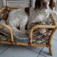 RINGO, chien à adopter