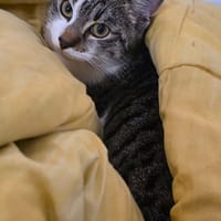 SAM, chat à adopter