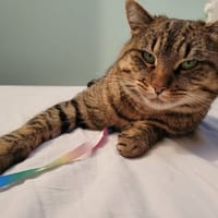 MOISE, chat à adopter