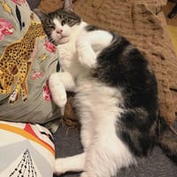 Miloé, chat à adopter